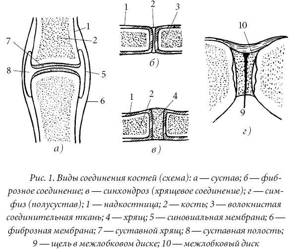 Лечение спины и суставов. Лучшие рецепты народной медицины от А до Я - Денис Анатольевич Жабкин